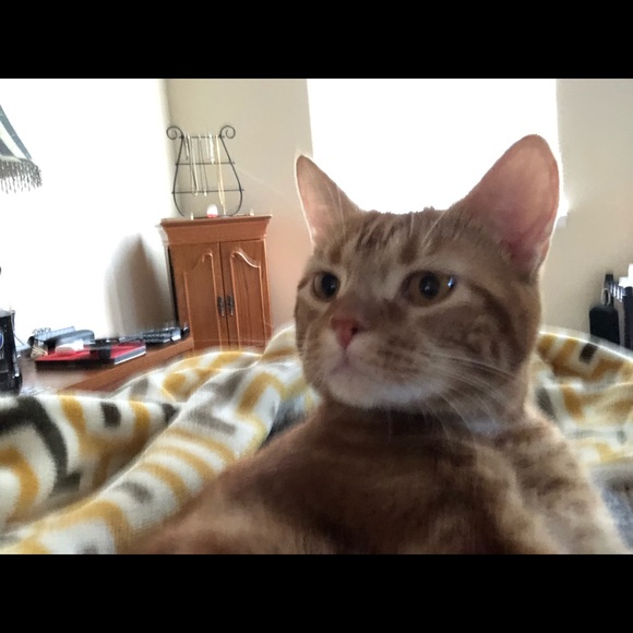 Meet your Posher, Paul - Picture 1 of 1